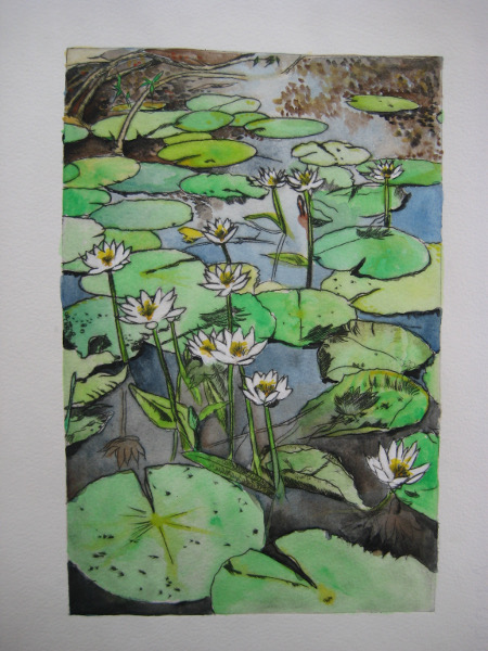 Watercolour - green water lillies on a pond.